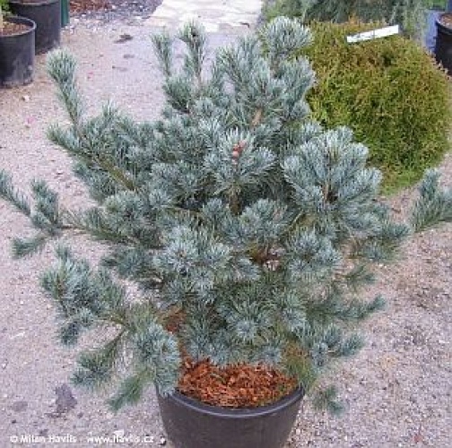 http://www.semperflorens.ro/_images/img-servicii/Prezentare/Plante-de-exterior/Arbori-si-arbusti-rasinosi/Pinus-parviflora/_slideshow/5118-pinus-parviflora-negishi-borovice-1.jpg